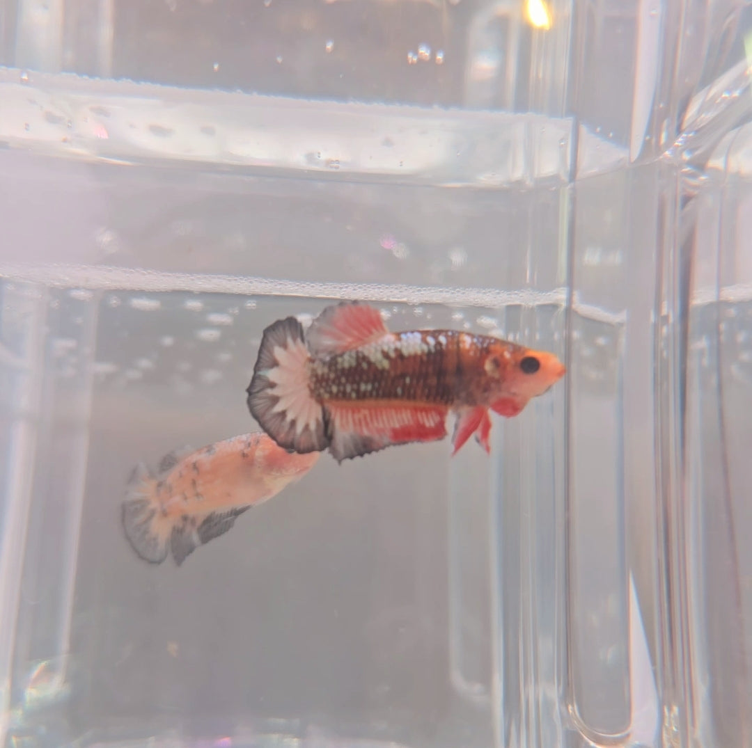 Red fancy female