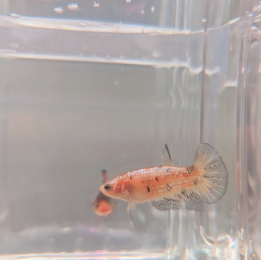 Yellow fancy female