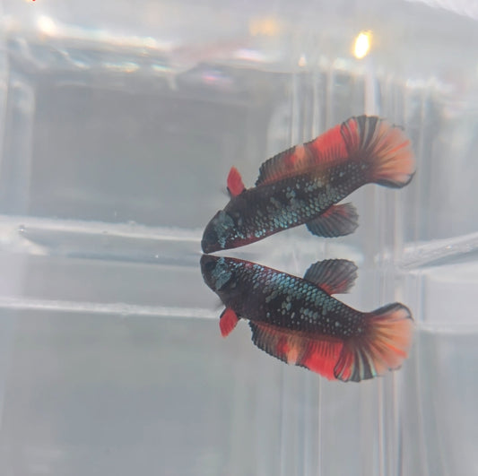 Black candy female