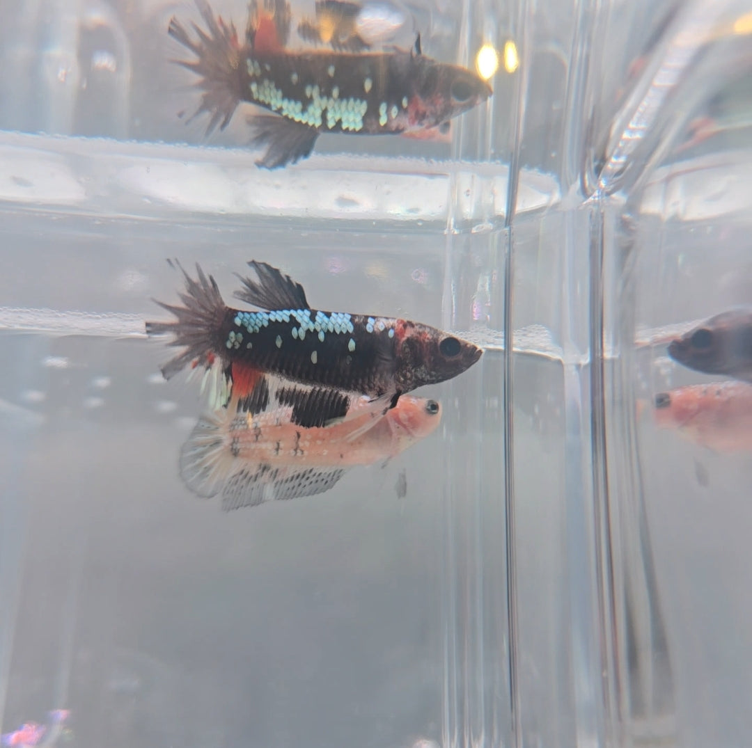 Black candy female