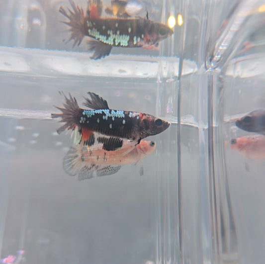 Black candy female