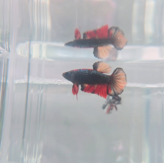 Black candy female