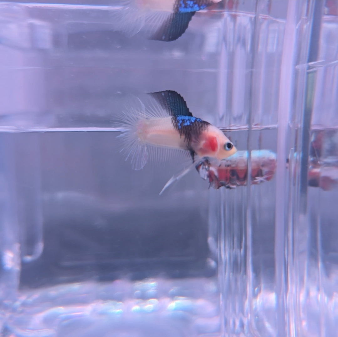 Blue black Shark fin koi dtpk