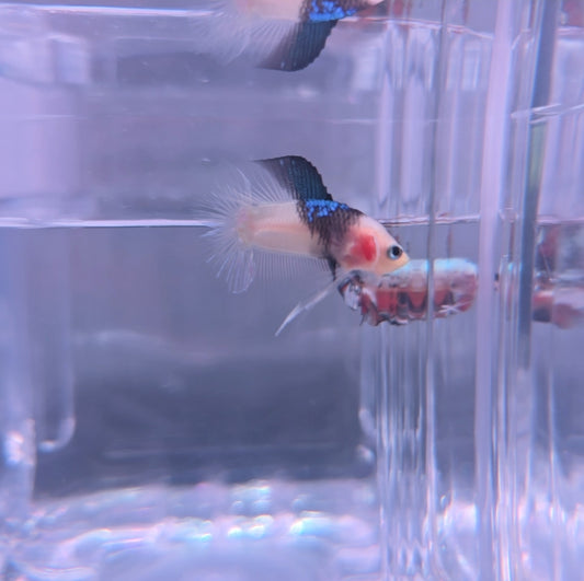 Blue black Shark fin koi dtpk