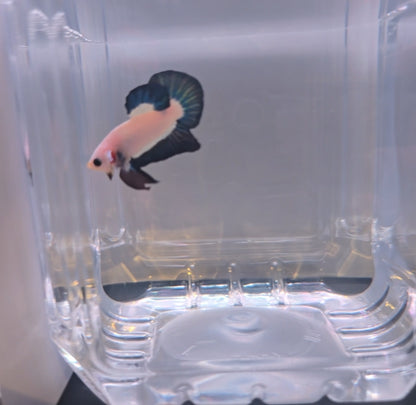 Blue rim hmpk
