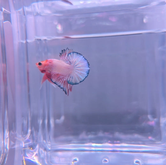 Pink orange fancy