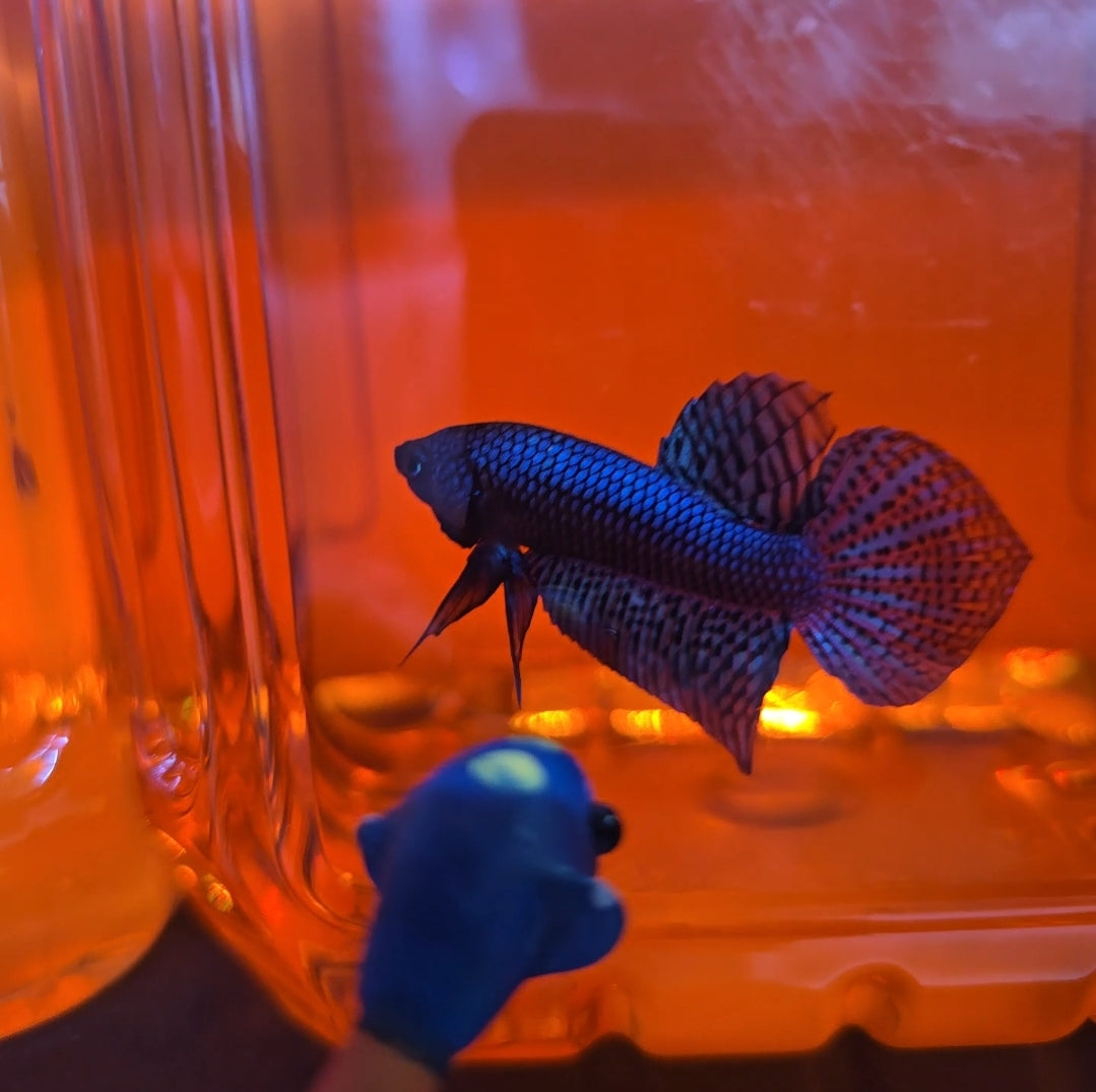 Blue Alien
