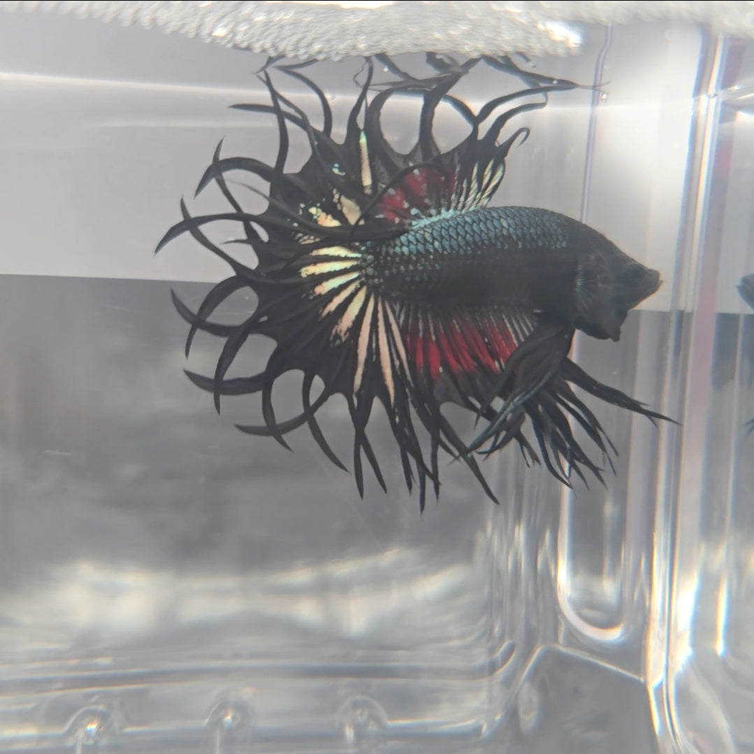 Black Copper Vampire King Crowntail