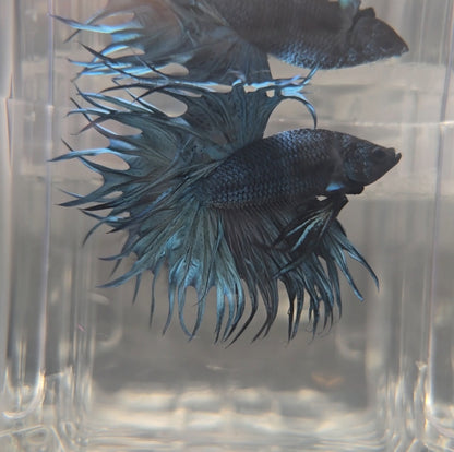 Grey blue King Crowntail