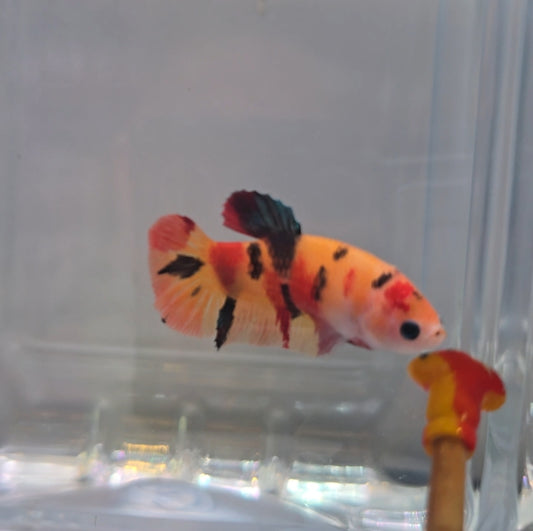 Yellow based multicolour female