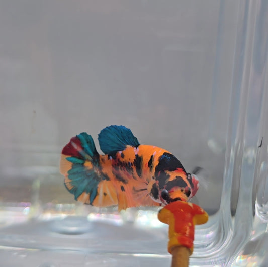Yellow tiger female