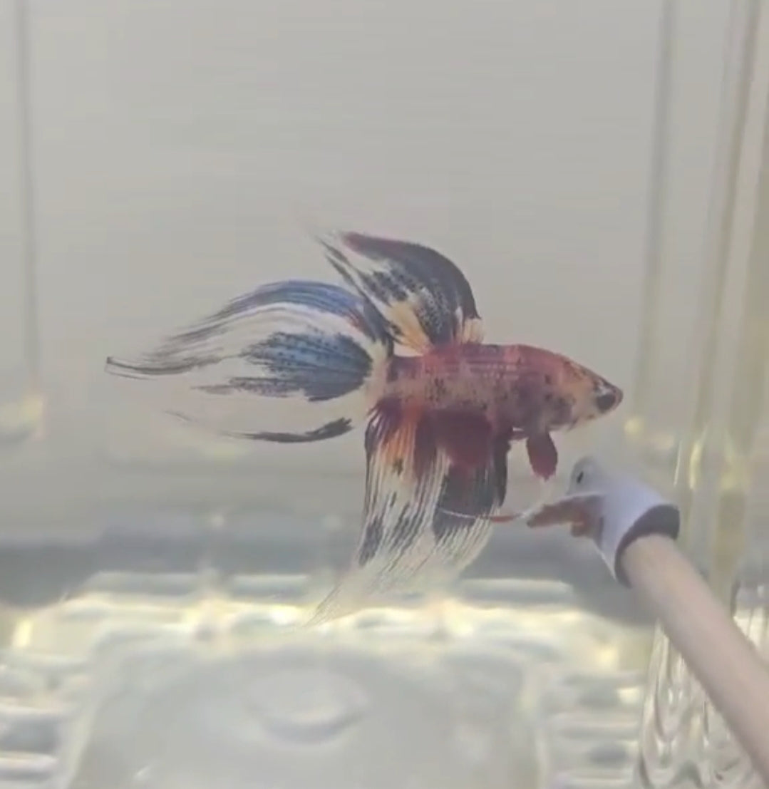 Competition grade Veiltail