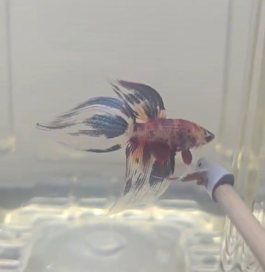 Competition grade Veiltail
