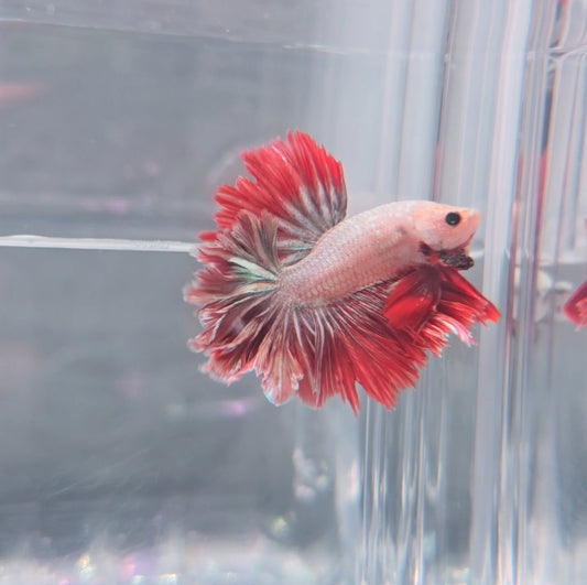 Metallic red grey feathertail