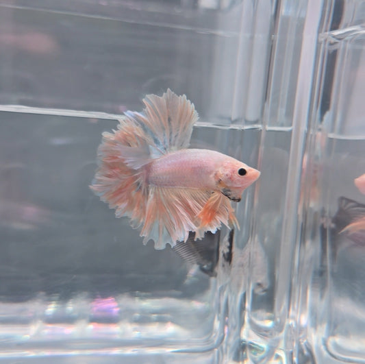 Pastel yellow blue rosetail