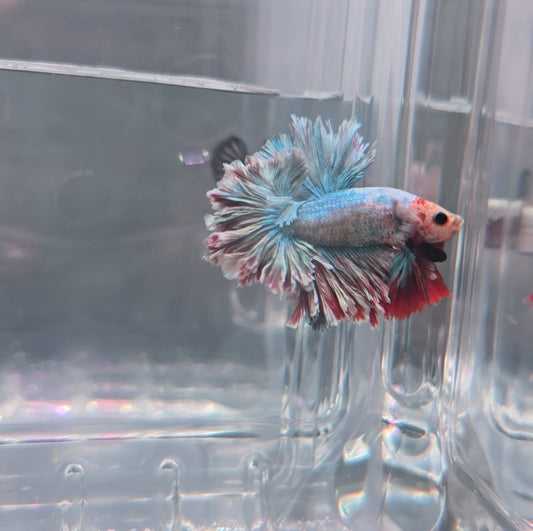 Metallic blue red rosetail