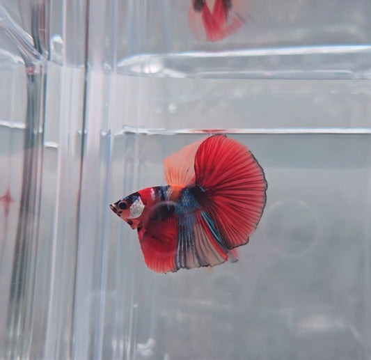 Red metallic koi halfmoon
