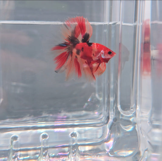 Tiger nemo koi halfmoon
