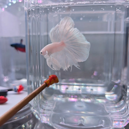 Platinum white halfmoon
