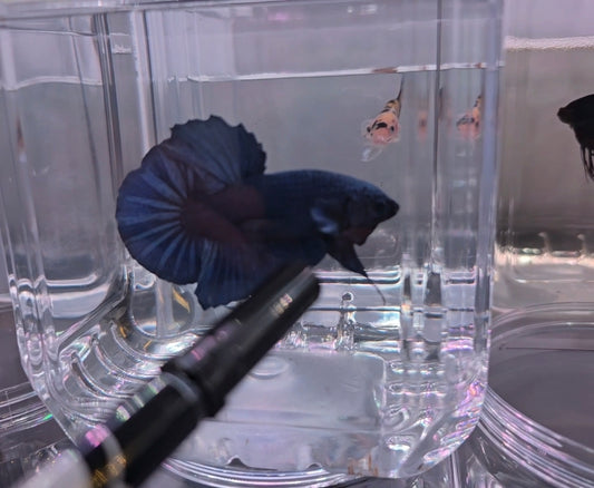 Massive royal blue giant