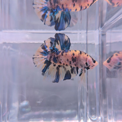 Metallic yellow koi Giant