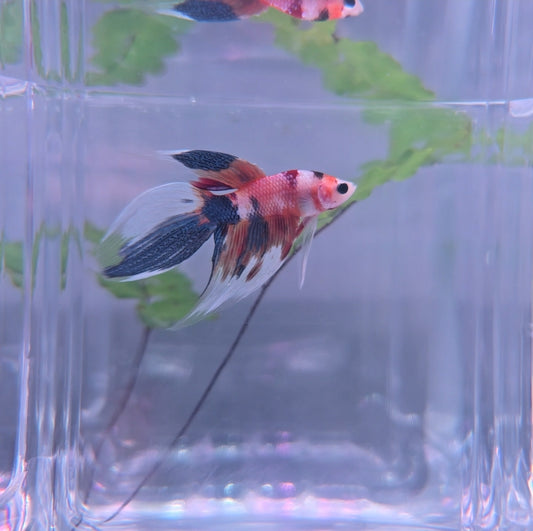 Candy veiltail