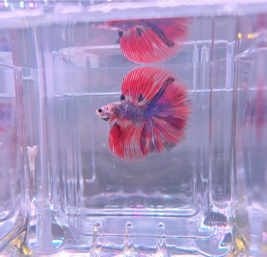 Candy nemo Fullmoon
