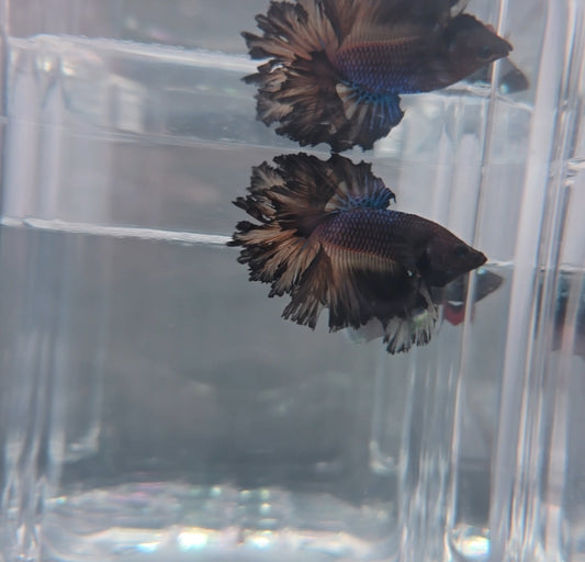 Dark knight rosetail
