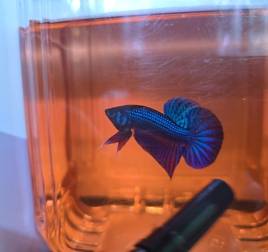 Wild hybrid Blue mahachai