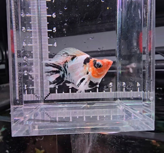 Red Head Molly High Grade