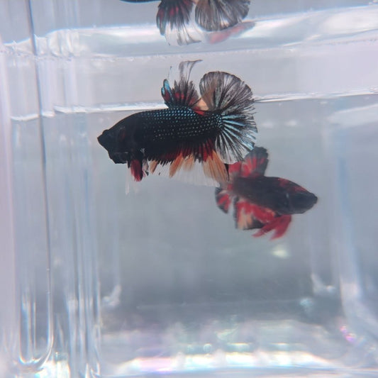 Black Copper Fancy