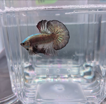 Grey Metallic with Huge Tail