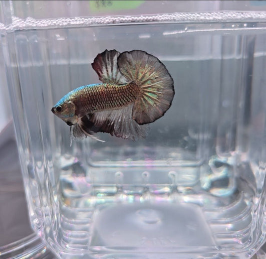 Grey Metallic with Huge Tail