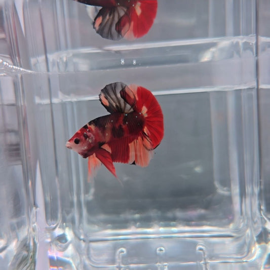 Nemo HMPK