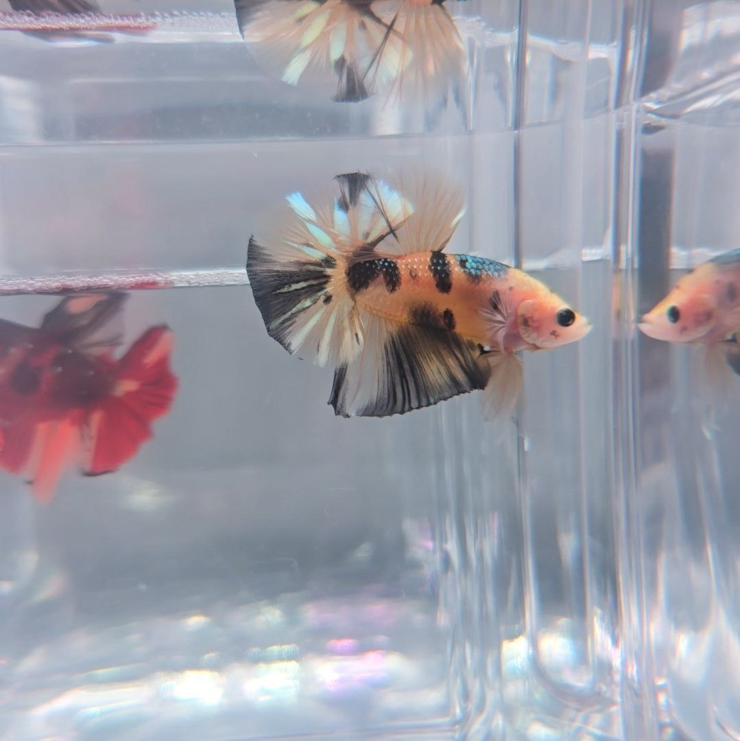 Yellow Copper Koi