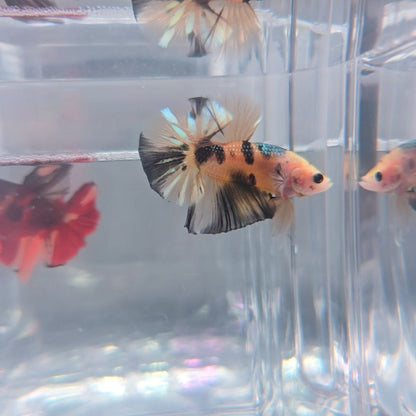 Yellow Copper Koi