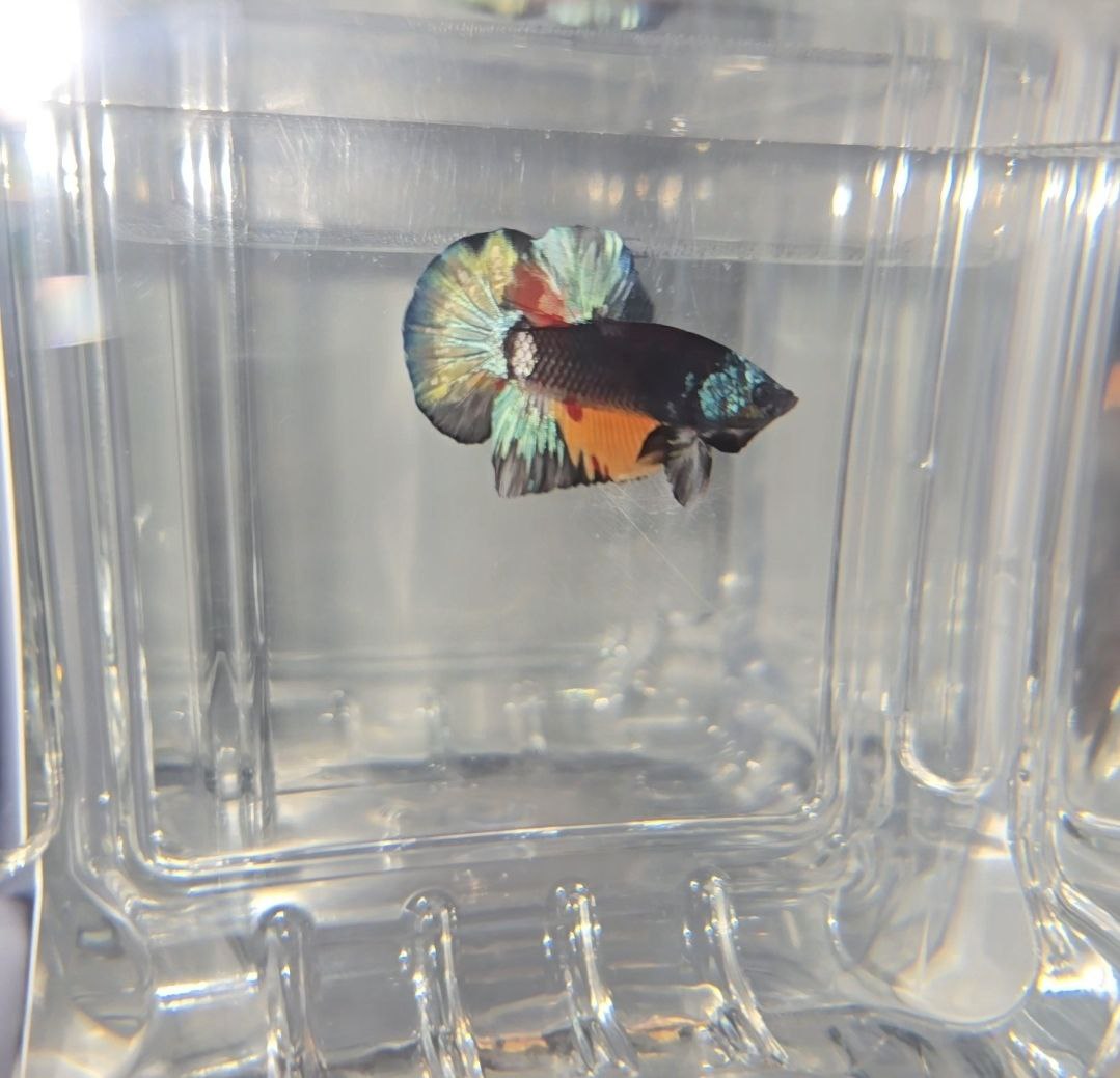 Black Copper Candy