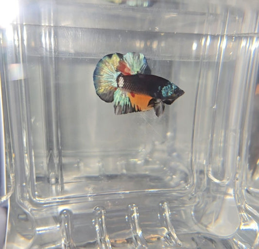 Black Copper Candy