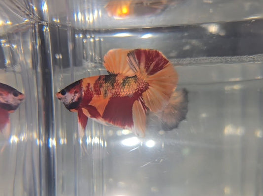 Copper Nemo