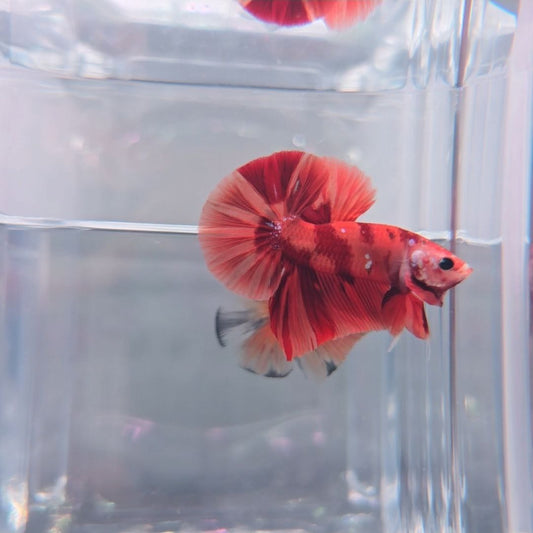 Tiger Nemo