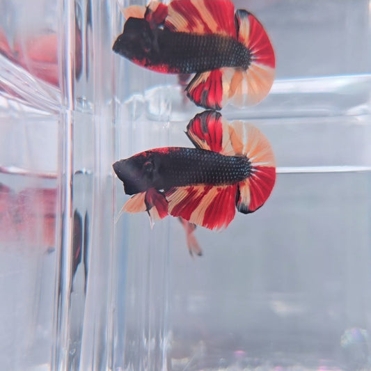 *Top Form* Fire Nemo