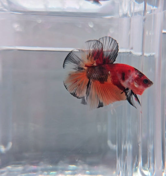 Nemo Koi