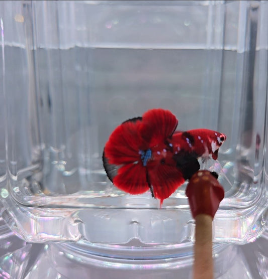 Red Copper Koi