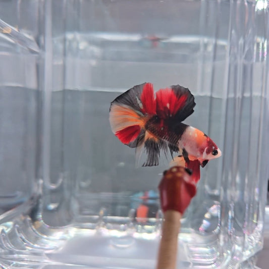 Candy Koi