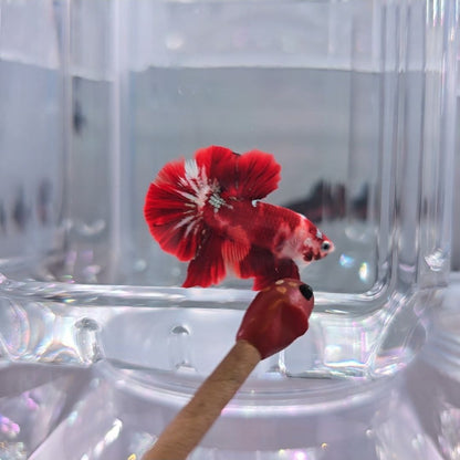Red Copper Nemo