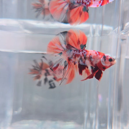 Orange Koi Galaxy