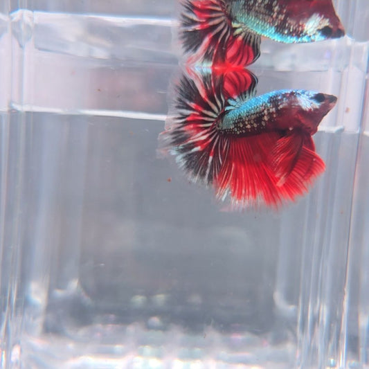 Copper Red Halfmoon