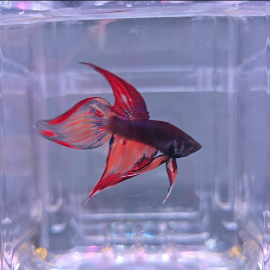 Nemo Fire Veiltail