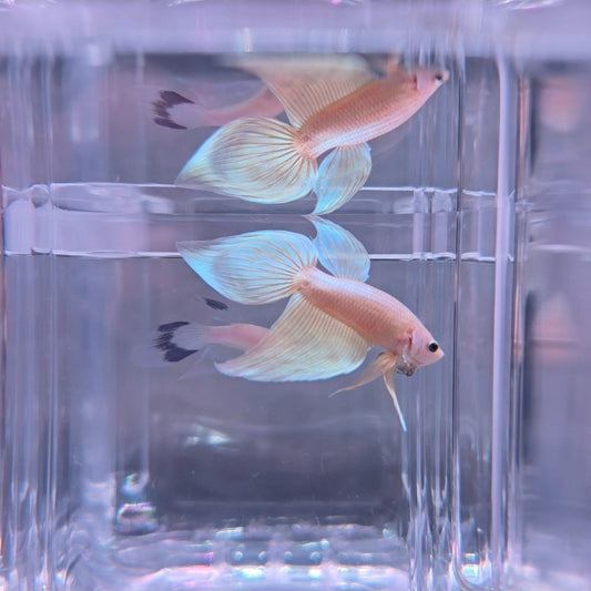 Gold Veiltail