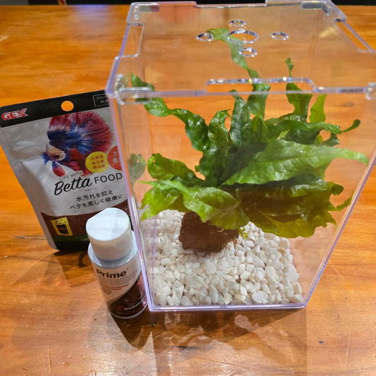 *Special Promo* Betta Tank Set with FREE Betta!